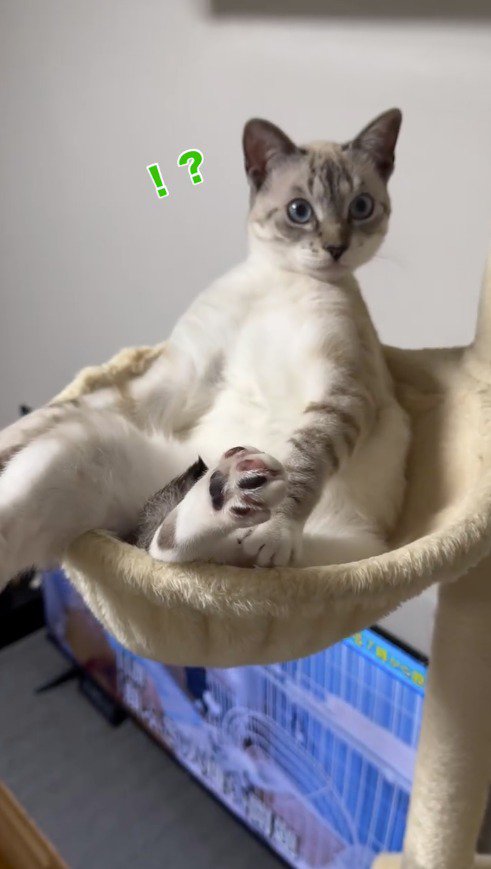 キャットタワーに設置された布の丸みにハマる猫