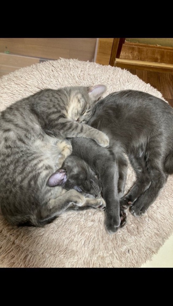 大きくなった子猫兄弟