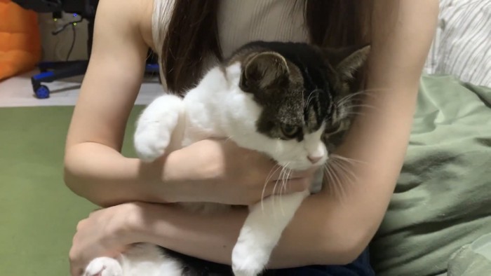 抱っこされる猫の写真1
