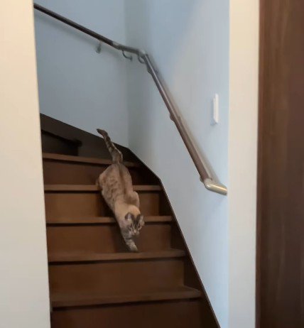 階段を駆け下りる猫
