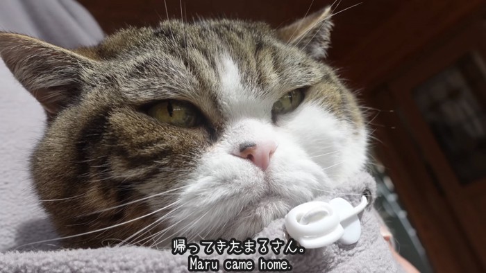 「帰ってきたまるさん」のテロップ写真