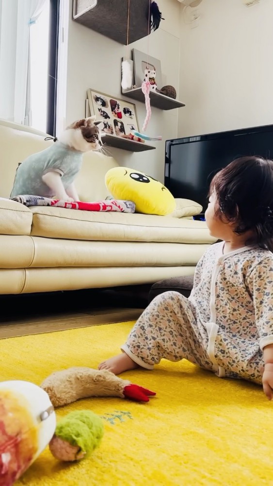 おもちゃで遊ぶキジ白猫と見る赤ちゃん