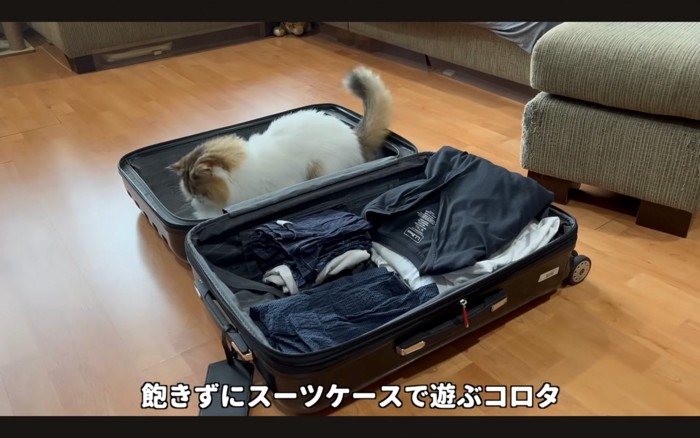 ケースに入る猫