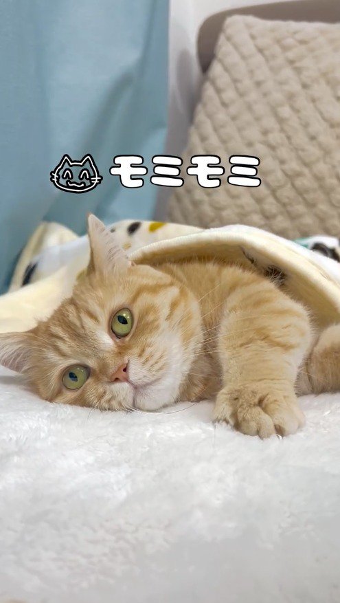 遠くを見つめながら布団を前足で揉む猫