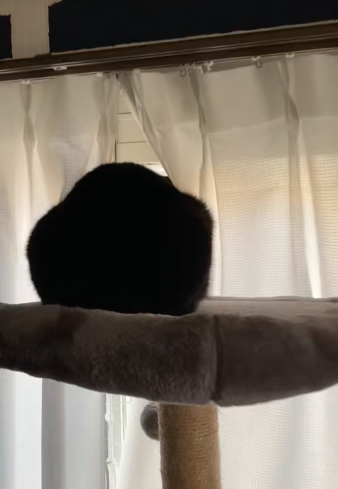 窓の外を眺める猫