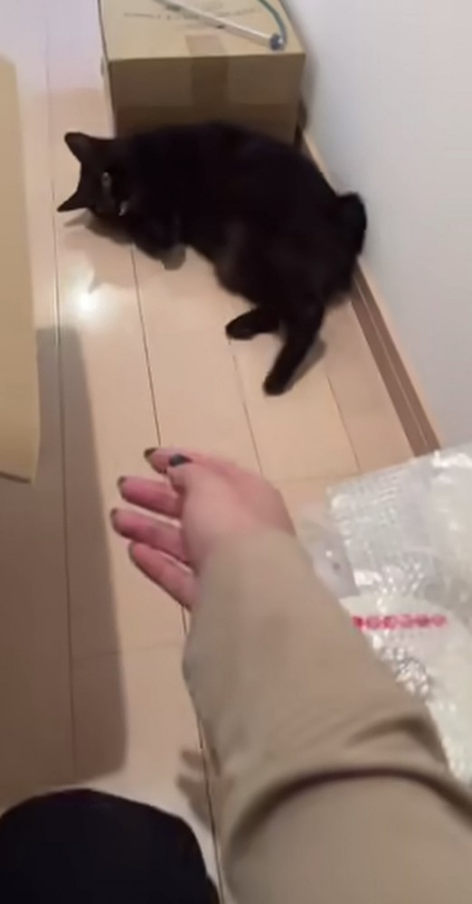 飼い主の前で寝転がる黒猫