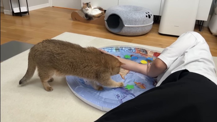 遊ぶこたつくんと寝転ぶパパさん