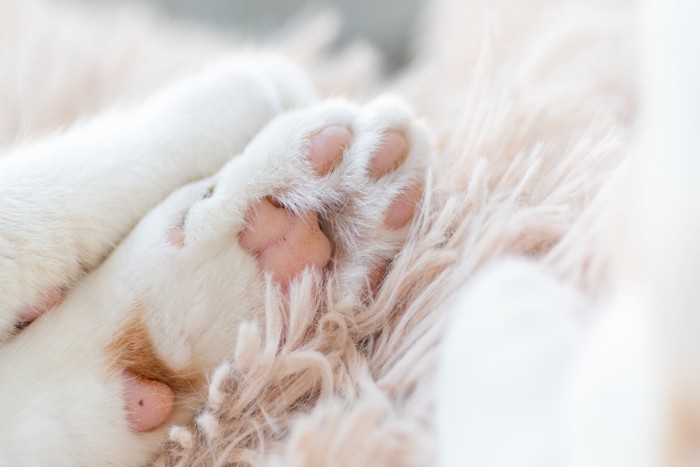 猫の肉球