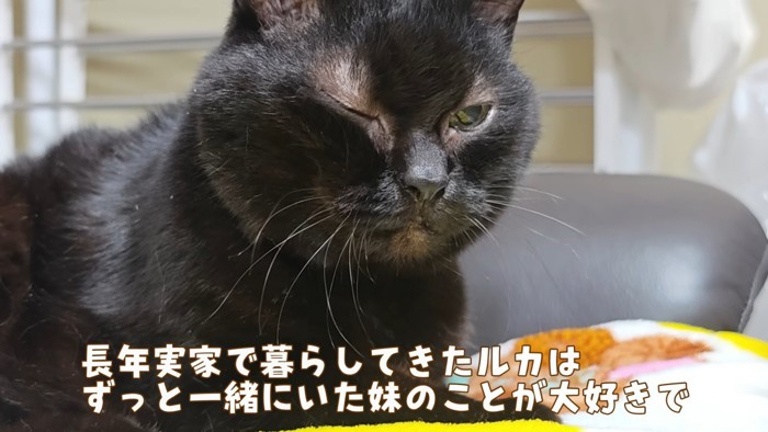 ウインクする猫