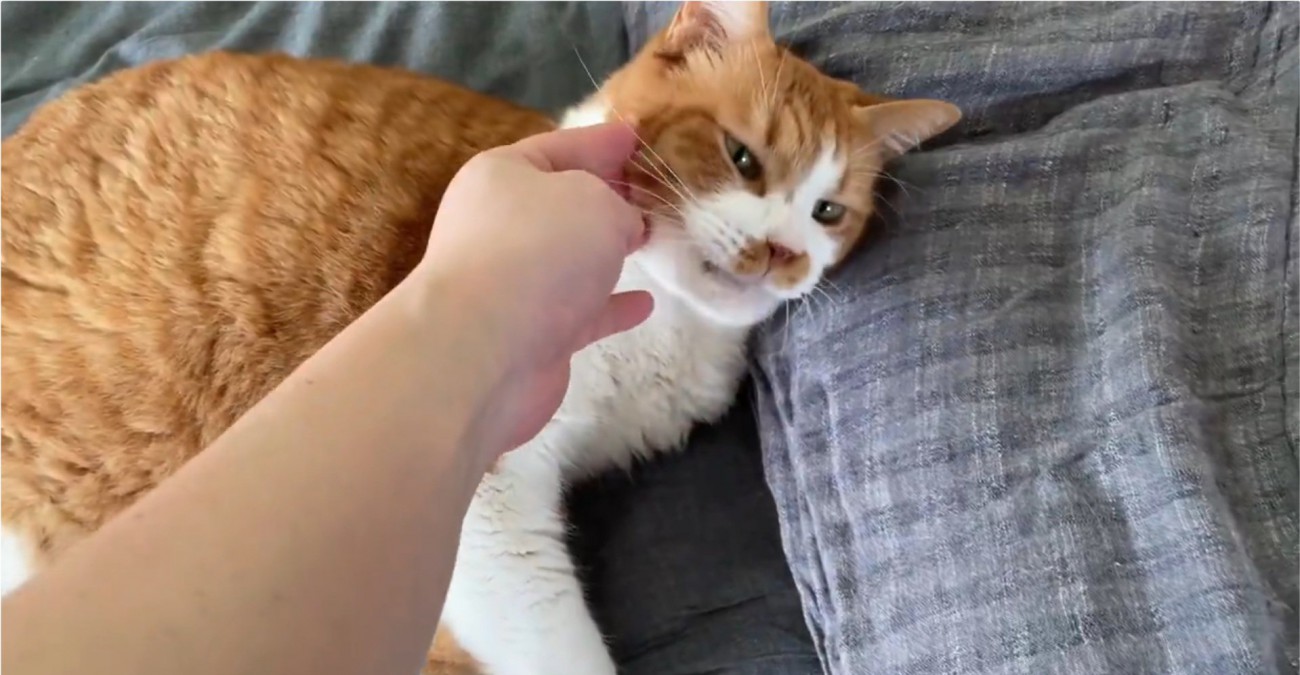 撫でられるマナくん