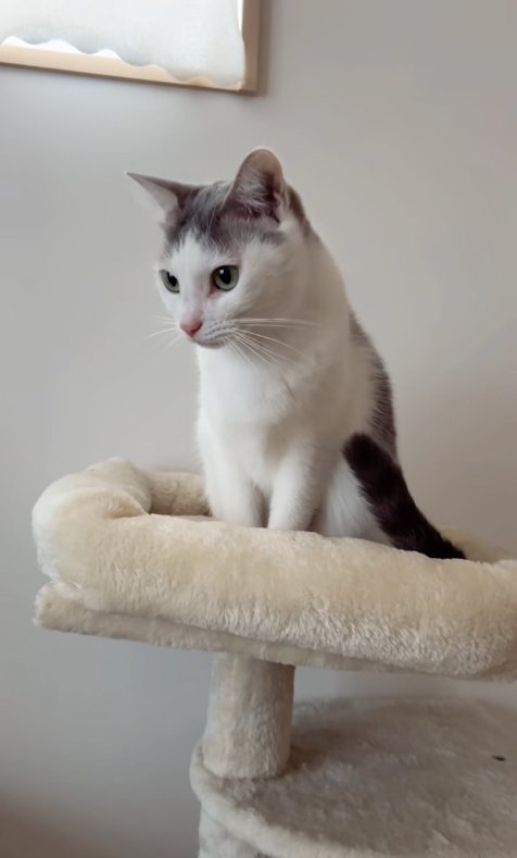 キャットタワーの上でお座りしているハチワレ猫