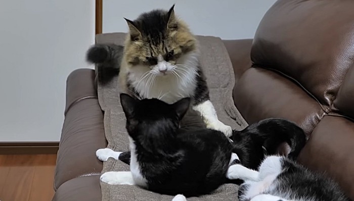 体を起こして抗議する黒白猫に面食らう長毛猫