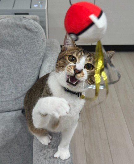 おもちゃにパンチする猫