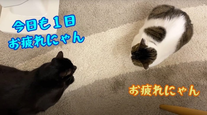 お疲れニャンと書かれた黒猫とキジシロ