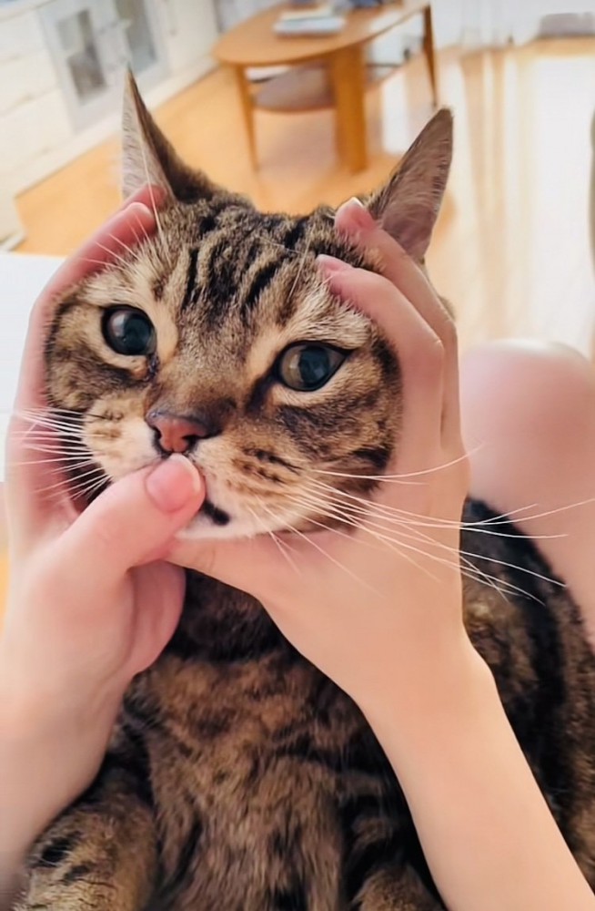 飼い主さんに顔を手で包み込まれるアメリカンショートヘア