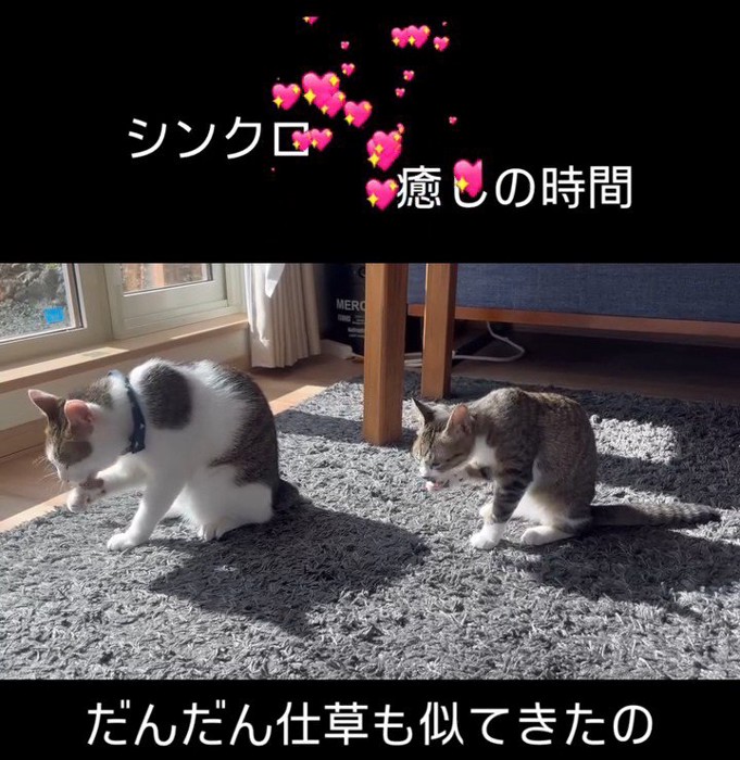 前足をなめる2匹の猫