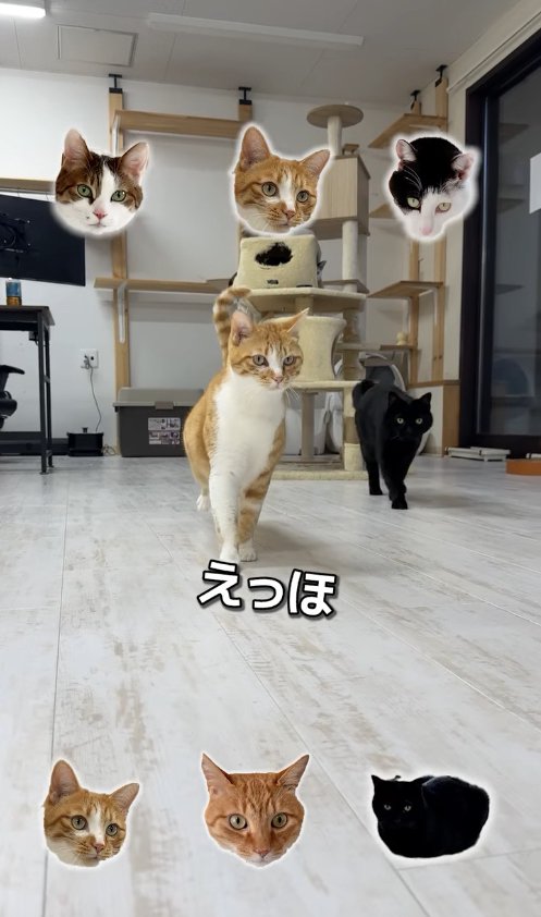 黒猫と一緒に歩いてくる茶白猫「えっほ」