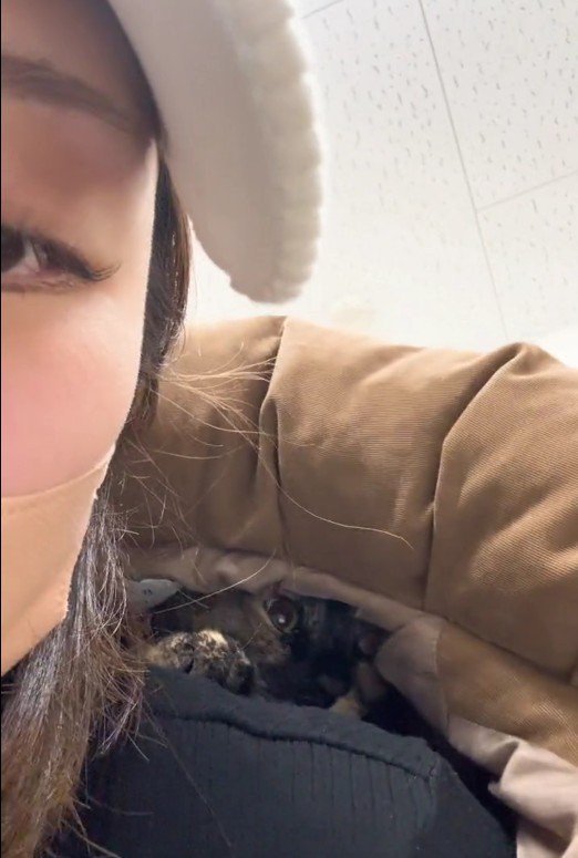 人の服の中に隠れている猫