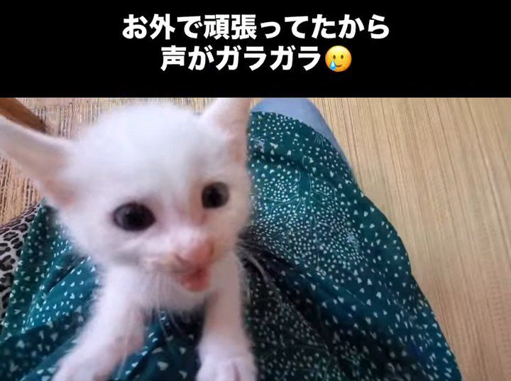 鳴く子猫
