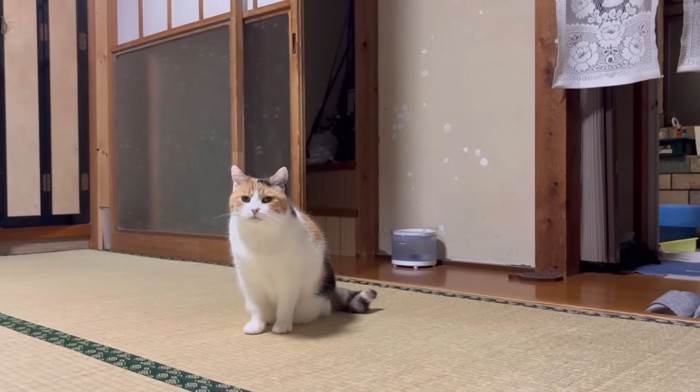 畳の上にいる猫