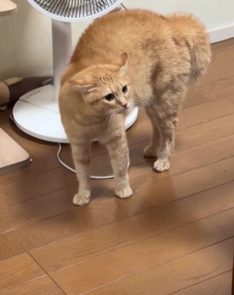 威嚇している猫