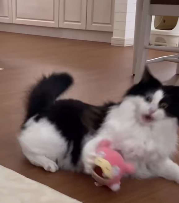 前足でぬいぐるみを触る猫