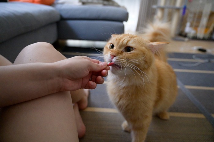 煮干しを食べる猫