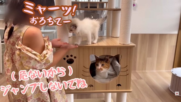 テロップ「ミャーッ!」