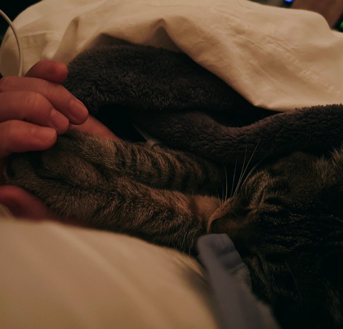 眠る猫2
