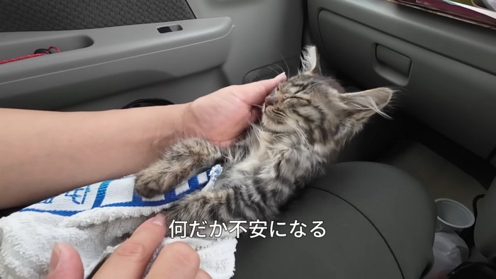 人の膝の上で目を閉じている子猫