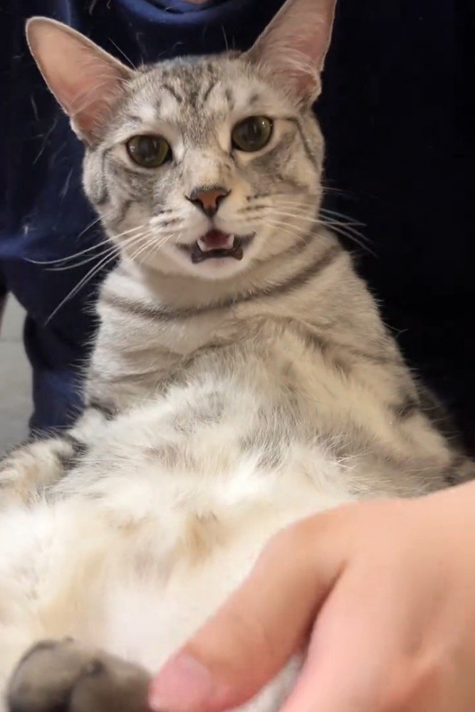カメラに向かって鳴く猫