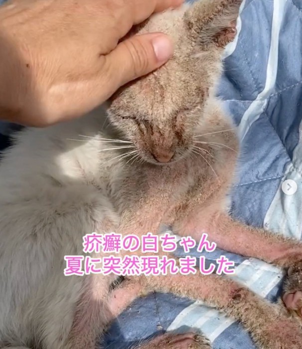 疥癬の子猫
