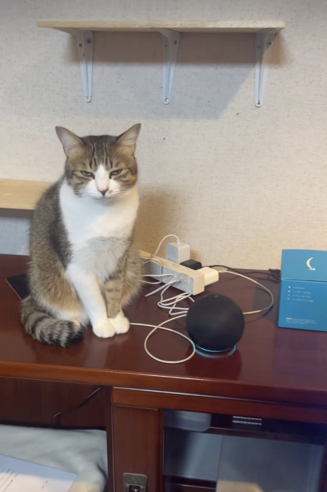 スマートスピーカーの隣に座る保護猫