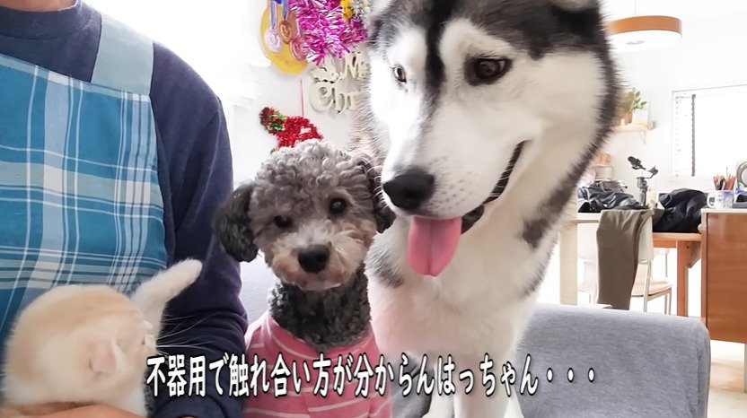 2匹の犬に手を伸ばす子猫