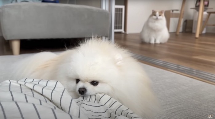 ズボンを噛む犬を見つめる猫