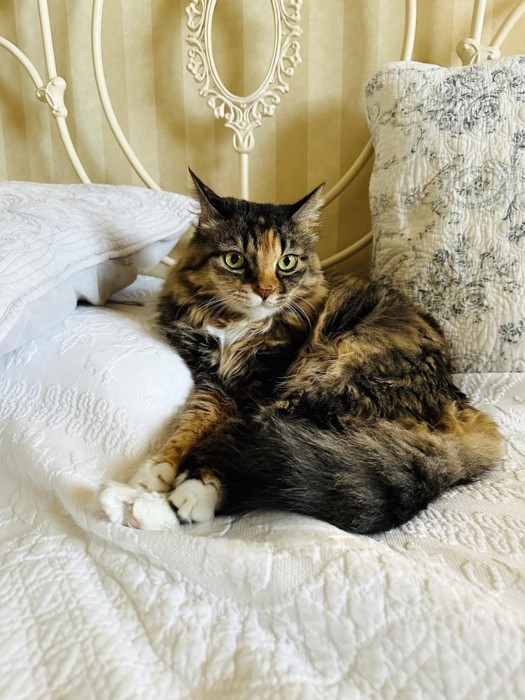 ベッドの上の猫