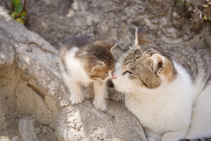 母猫に甘える子猫