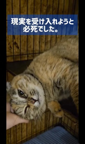 撫でられる猫