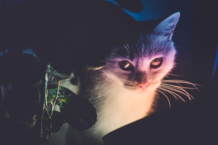 ミステリアスな猫