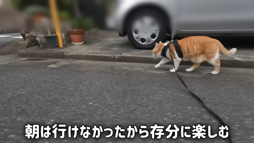 散歩する猫