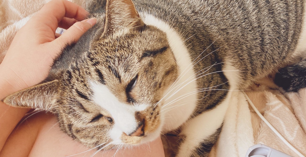 目を閉じている猫