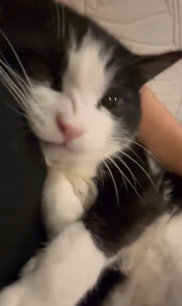 口を閉じてむっとした猫