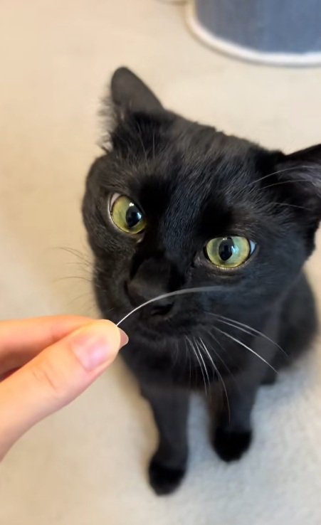 ひげを持っている飼い主と黒猫