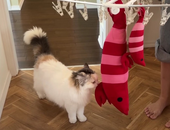 干されたエビくんをなめる猫