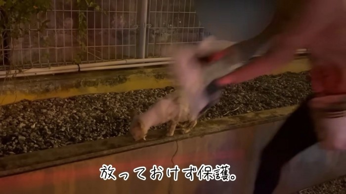 テロップ「放っておけず保護」