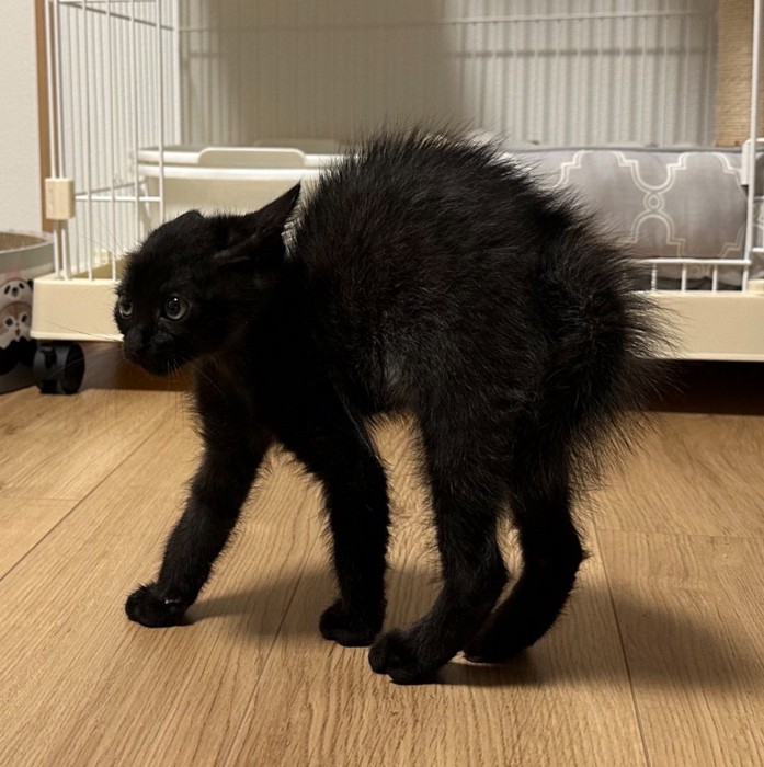 上を見て威嚇する子猫