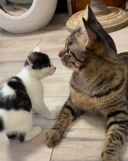 向かって左を向くキジトラ猫とすぐ目の前にいる子猫