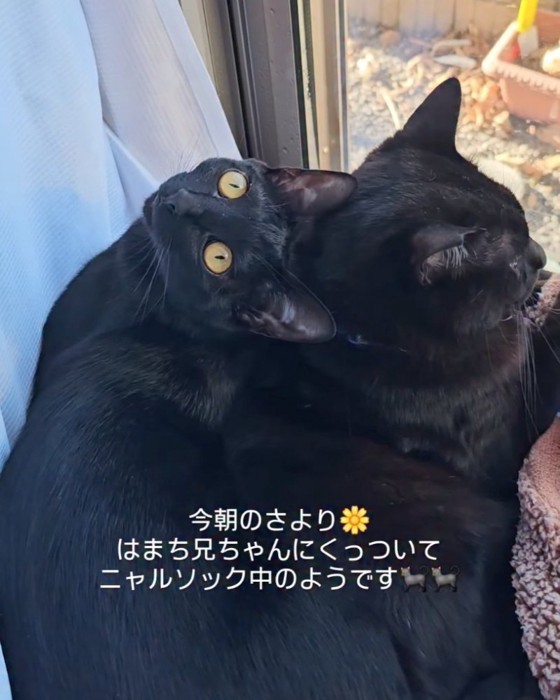 一緒に窓の外を眺める猫