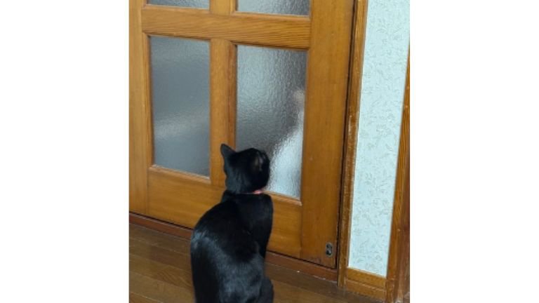 ドア前にいる猫