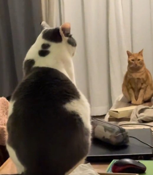 見つめる猫